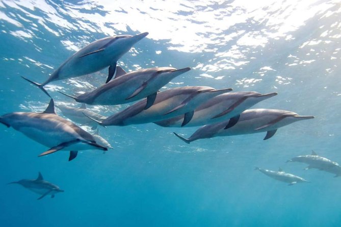 2-Hours Dolphin Excursion in Mauritius - Key points to know before you book