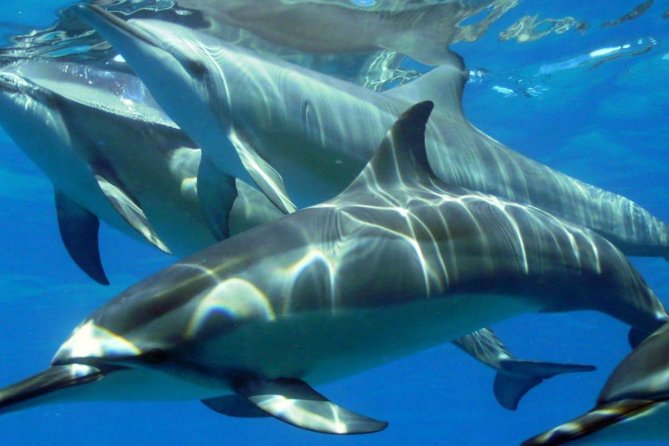 2-Hours Dolphin Excursion in Mauritius - Speedboat views between Black River and Tamarin Bay