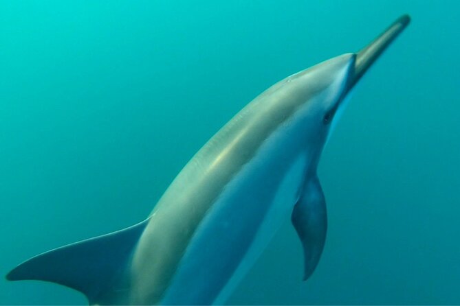2-Hours Dolphin Excursion in Mauritius - What the eight-person limit means