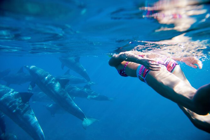 2-Hours Dolphin Excursion in Mauritius - Is the $63.97 price fair?