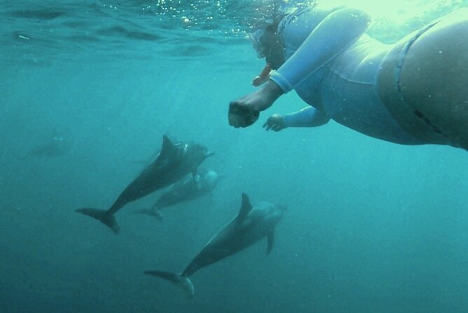 2-Hours Dolphin Excursion in Mauritius - The guides and the feel of the outing