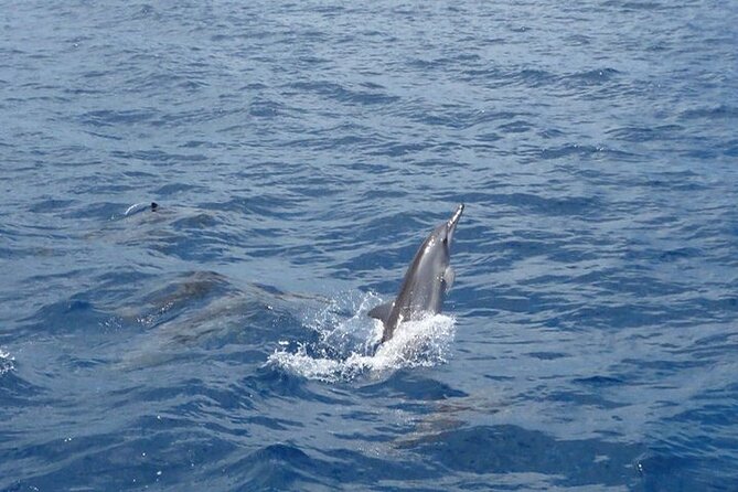 2-Hours Dolphin Excursion in Mauritius - Weather, safety, and who should go