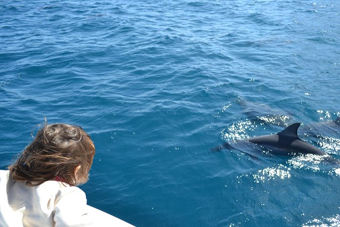 2-Hours Dolphin Excursion in Mauritius - Meeting wild dolphins in the water