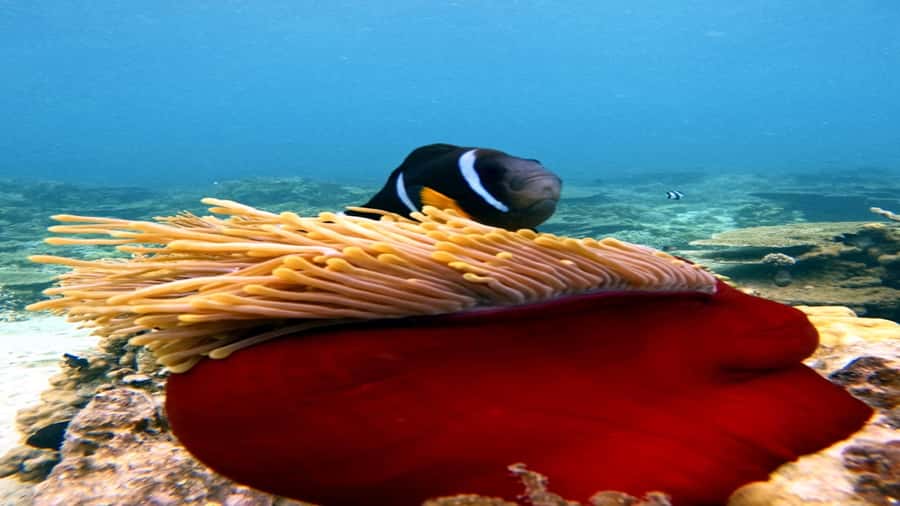 5 Islands Speedboat w/Snorkeling Sea Turtle + Lunch & Drinks - Ile aux Aigrettes, Îlot Margenie, and the return run