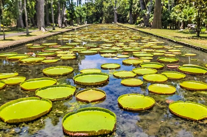 8-Hour Private City and North Tour in Mauritius - Pamplemousses Botanical Garden: the day’s main nature stop