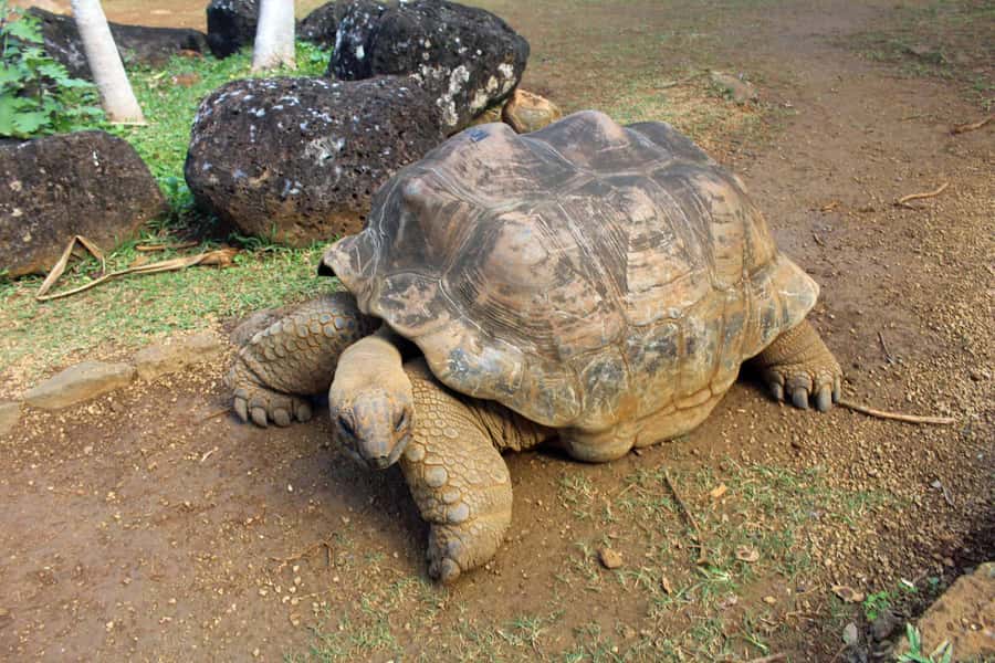 Animal & Nature Parks, Private Tour - One private day across southern Mauritius