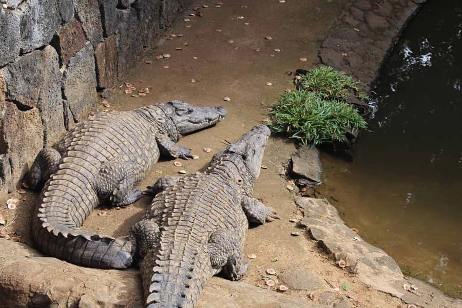 Animal & Nature Parks, Private Tour - What the day may feel like in practice