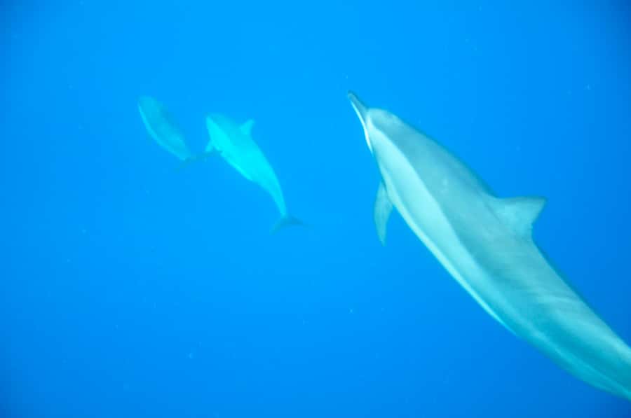 Black River: Dolphin Swim and Whale Watching by Speedboat - Five things to know before you go