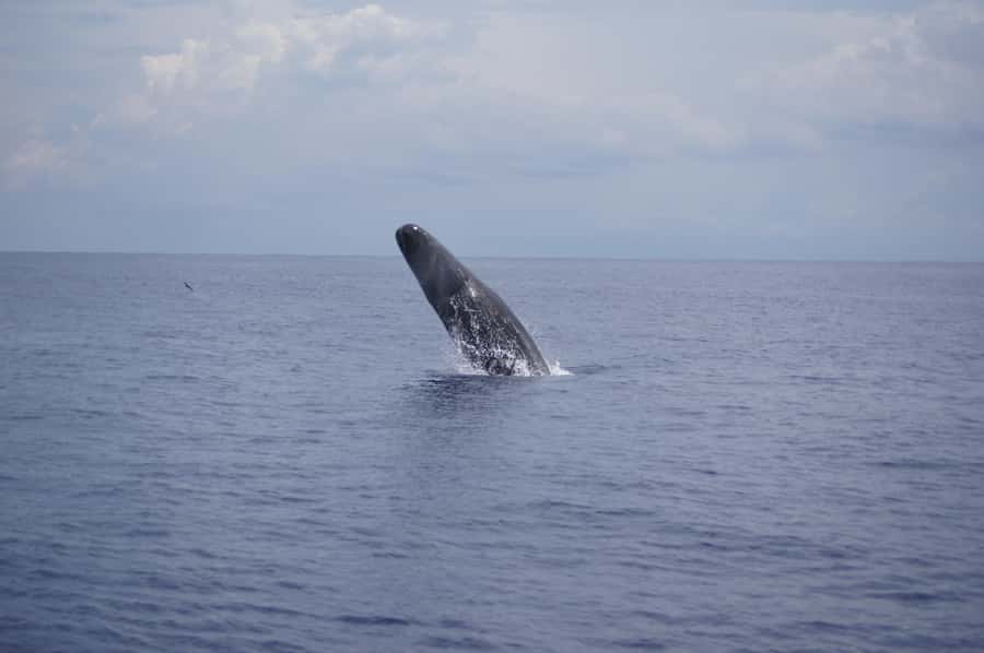 Black River: Dolphin Swim and Whale Watching by Speedboat - Setting out from Grande Riviere Noire