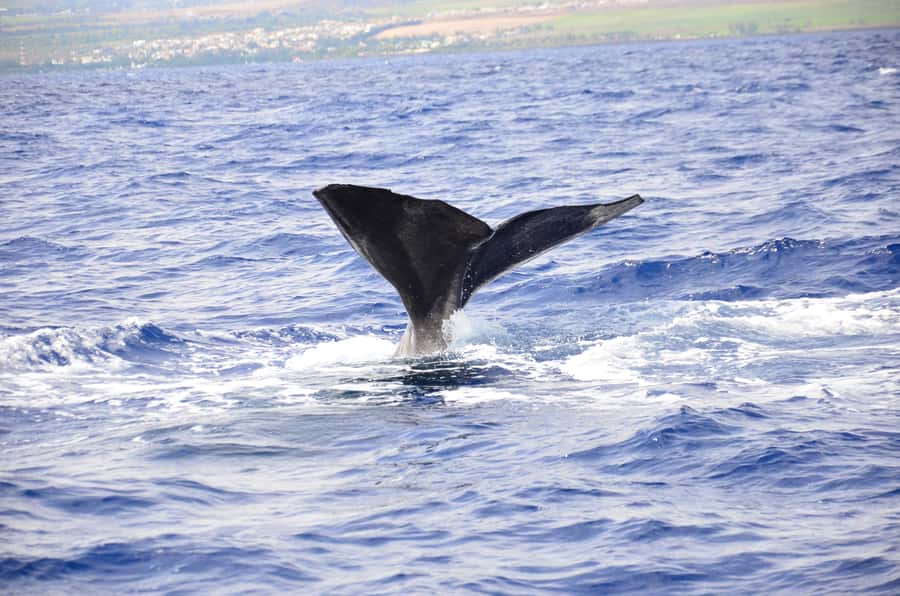 Black River: Dolphin Swim and Whale Watching by Speedboat - Swimming with dolphins in open water
