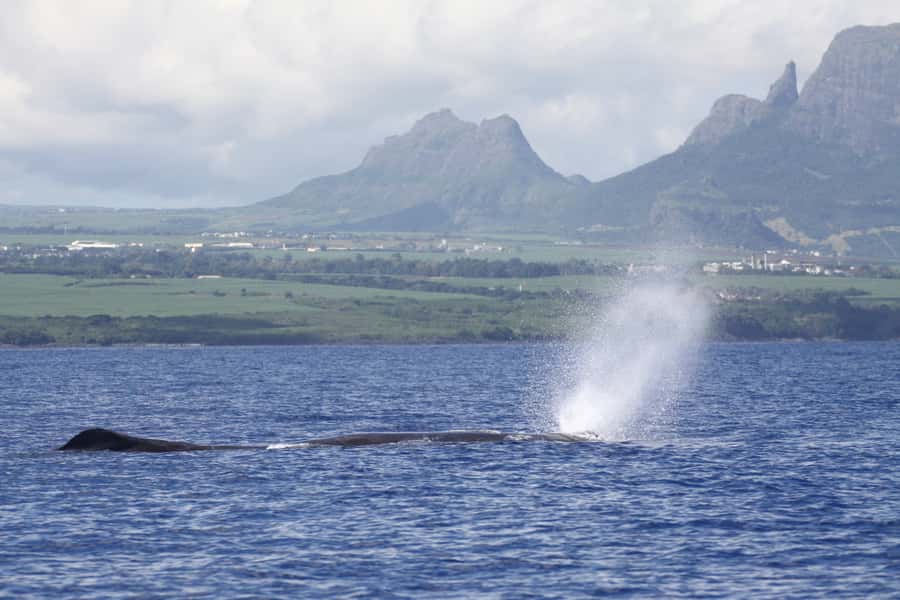 Black River: Dolphin Swim and Whale Watching by Speedboat - The dolphin briefing matters