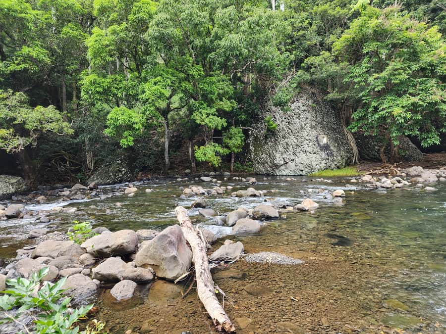 Black River: Guided Hike in the Black River Gorges Valley - Birds, plants, and the quieter side of Mauritius