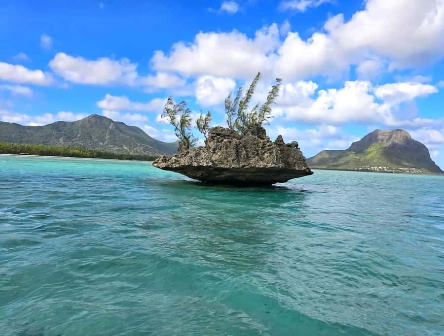 Black River: Swim with Dolphin Speed Boat Tour with lunch - Key points before you book