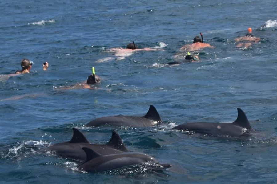 Black River: Swim with Dolphin Speed Boat Tour with lunch - Leaving Flic en Flac on a fast, wet boat