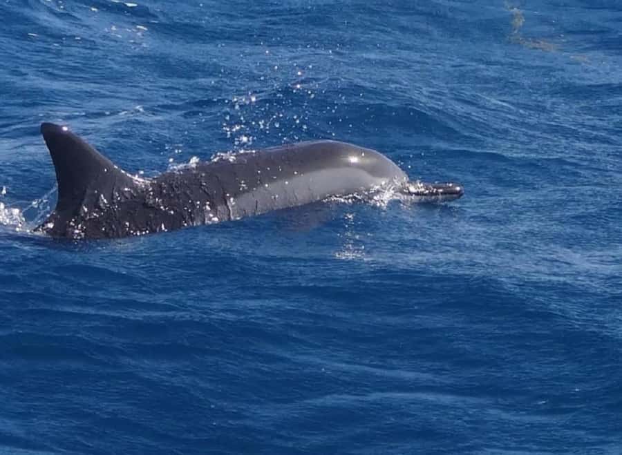 Black River: Swim with Dolphin Speed Boat Tour with lunch - Crystal Rock with Le Morne behind you