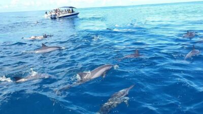 Swim with Dolphin Speed Boat Tour with lunch