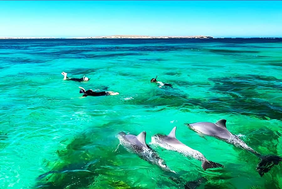 Black River: Swim with Dolphin Speed Boat Tour with lunch - Île aux Bénitiers and the three-course BBQ