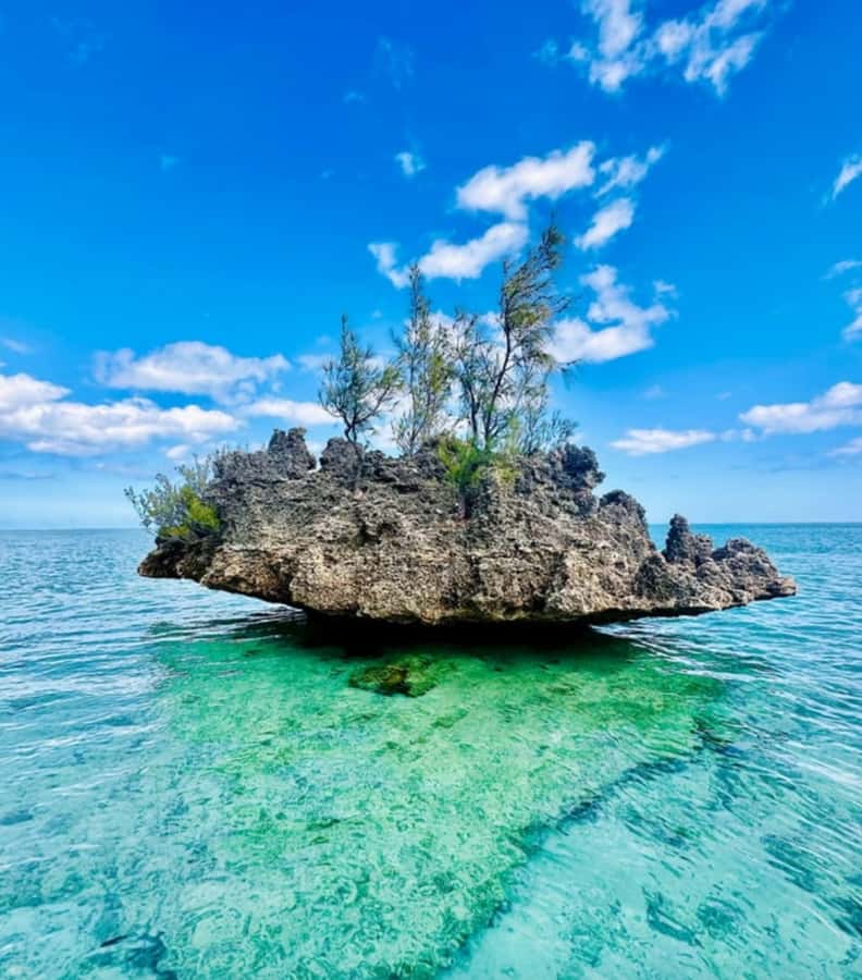Black River: Swim with Dolphin Speed Boat Tour with lunch - How much is $74 worth?