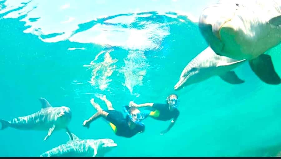 Black River: Swim with Dolphin Speed Boat Tour with lunch - What to pack and how to prepare