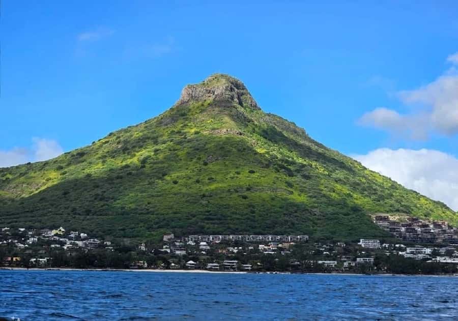 Black River: Swim with Dolphin Speed Boat Tour with lunch - The crew makes the difference