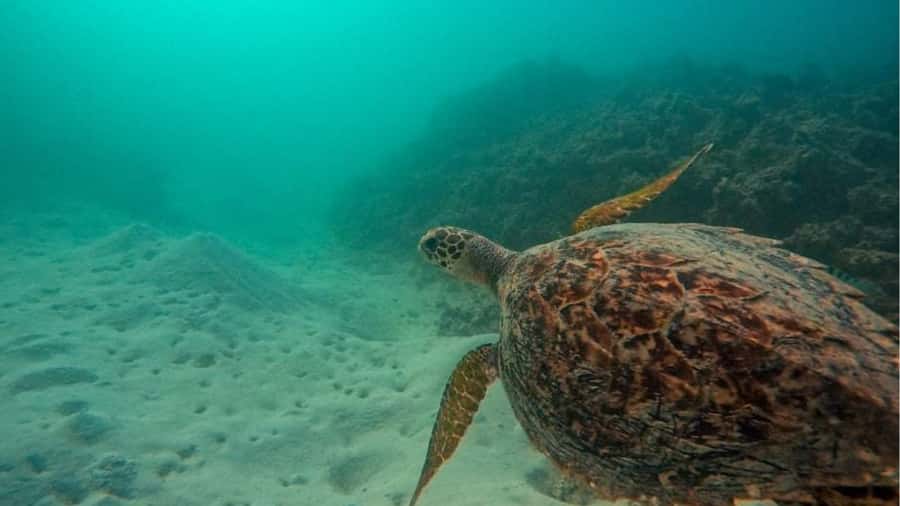Blue Bay: Blue Bay Glass Bottom Boat Visit and Snorkeling - Who should book this Blue Bay outing?