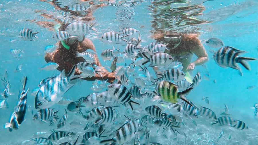 Blue Bay: Blue Bay Glass Bottom Boat Visit and Snorkeling - The glass-bottom boat ride