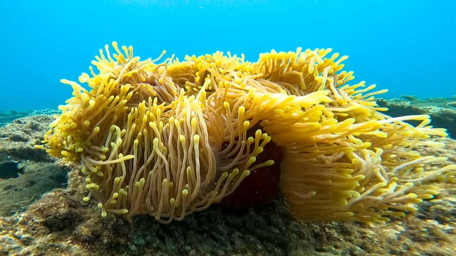 Blue Bay: Blue Bay Glass Bottom Boat Visit and Snorkeling - Forty-five minutes in the marine park