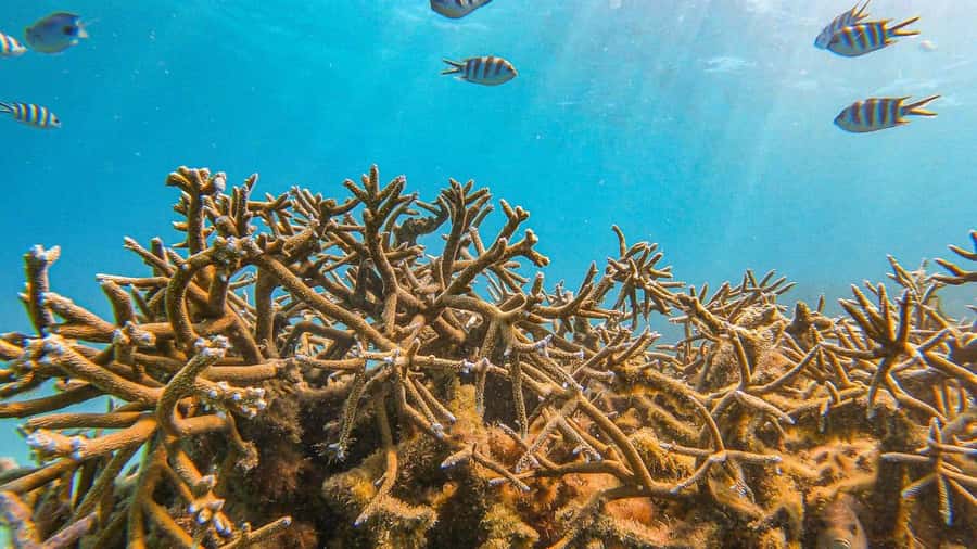 Blue Bay: Blue Bay Glass Bottom Boat Visit and Snorkeling - Fish, turtles, and the best underwater moments