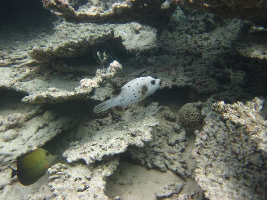 Blue Bay: Half-Day Snorkeling Trip with Creole Picnic Lunch - Beach Time Before the Final Swim