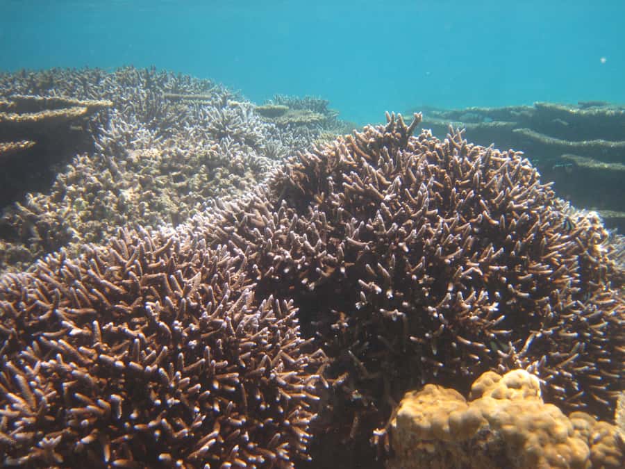 Blue Bay: Half-Day Snorkeling Trip with Creole Picnic Lunch - Should You Book It?