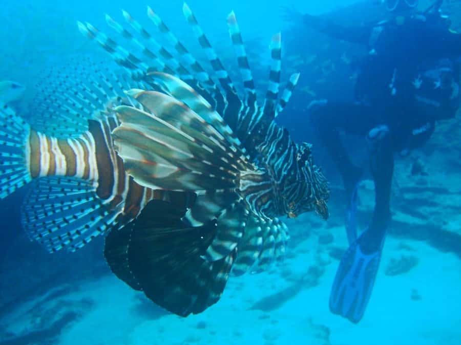 Blue Bay: LEARN TO DIVE TODAY with CORAL DIVING Team - Shallow-water practice builds confidence