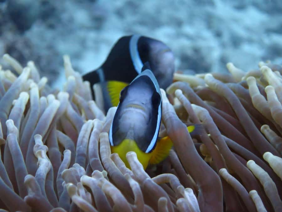 Blue Bay: LEARN TO DIVE TODAY with CORAL DIVING Team - The supervised open-water session