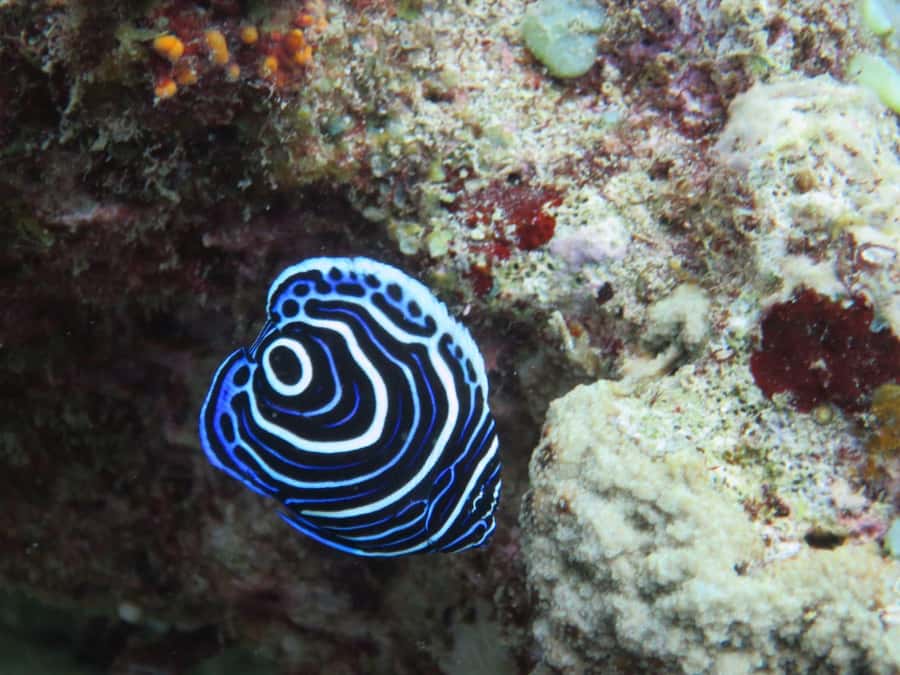 Blue Bay: LEARN TO DIVE TODAY with CORAL DIVING Team - What the $176 price really covers