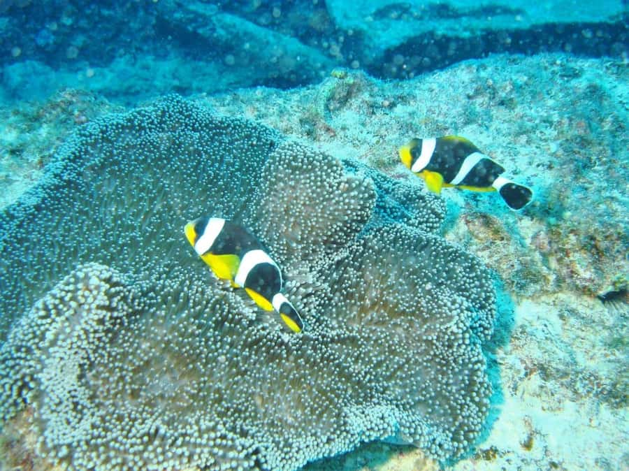 Blue Bay: LEARN TO DIVE TODAY with CORAL DIVING Team - What this experience does not provide