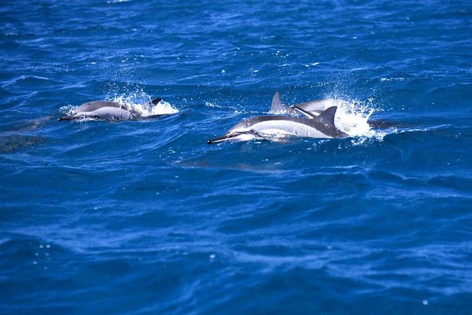 Catamaran Cruise to Ile Aux Bénitiers: Dolphin watch, Crystal Rock & Transfer - A long day built around Mauritius’ west coast