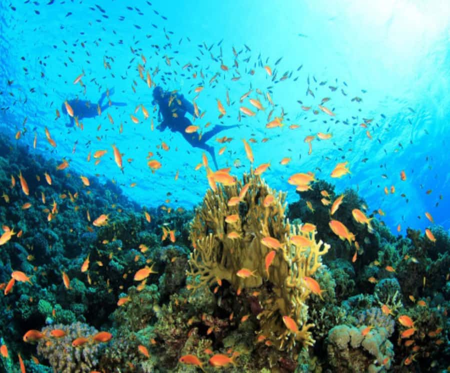 Catamaran Mauritius Cruise in the North Coasts - Coin de Mire, the natural aquarium stop