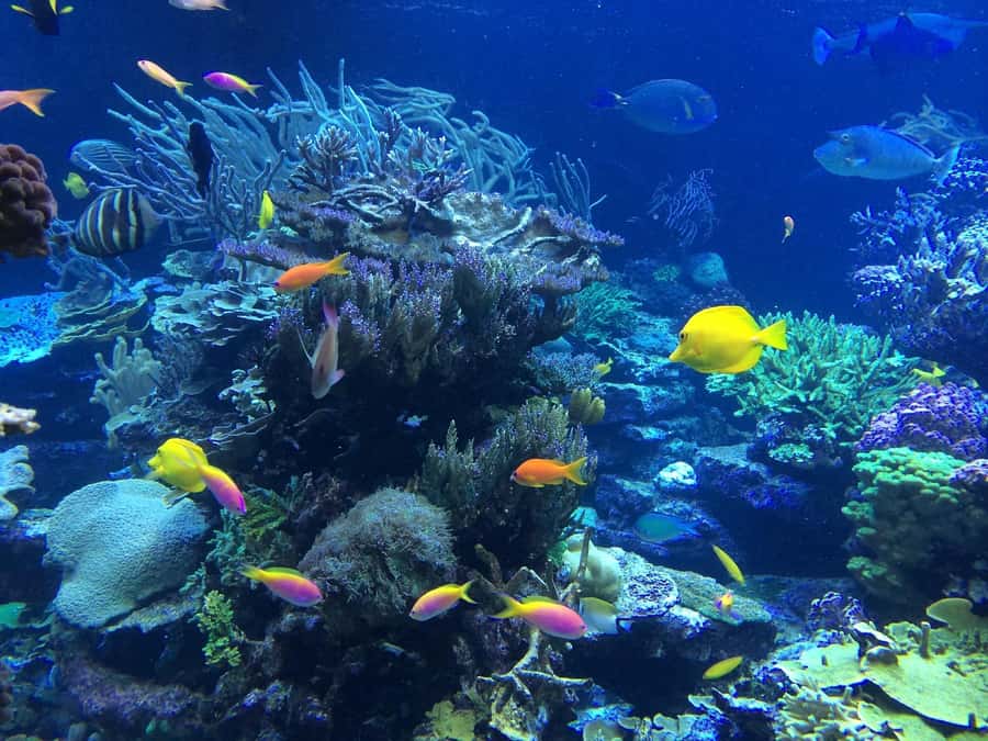 Coin de Mire 2-Hour Private Snorkeling Trip - Leaving Grand Baie at 9 a.m. or Noon
