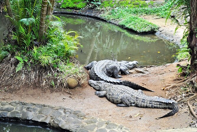 Crocodile Nature Park - Why La Vanille Nature Park deserves two hours