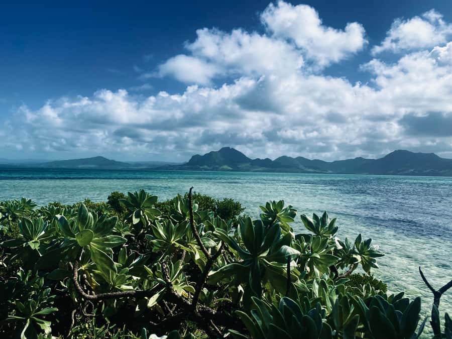 Day Trip at Ile aux Cerfs and other Gems of the South. - Why this six-hour boat trip works