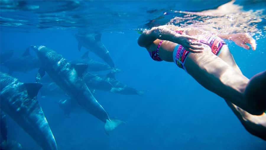 Discover Mauritius: Dolphin Watch, Snorkeling, BBQ Lunch - Sailing from Black River by catamaran