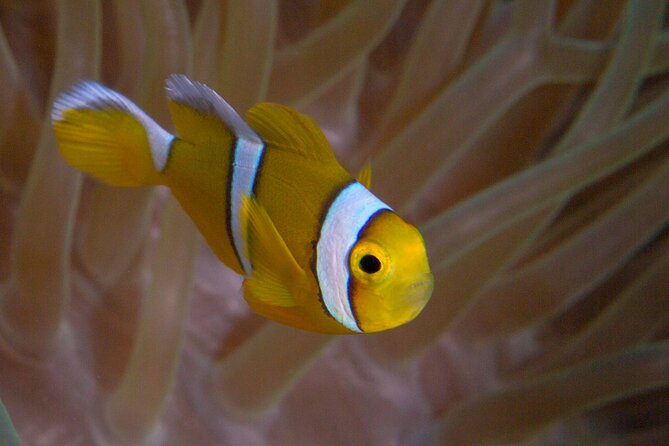 Discover Scuba Diving in Mauritius - The 20 to 30-minute lesson before entering the water