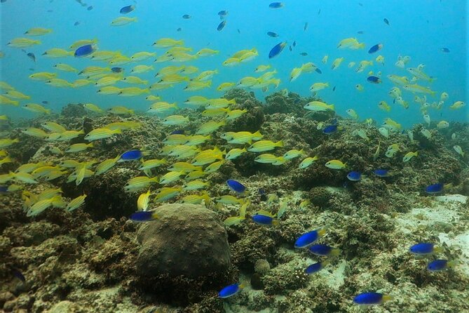 Discover Scuba Diving in Mauritius - Marine life, visibility, and realistic expectations