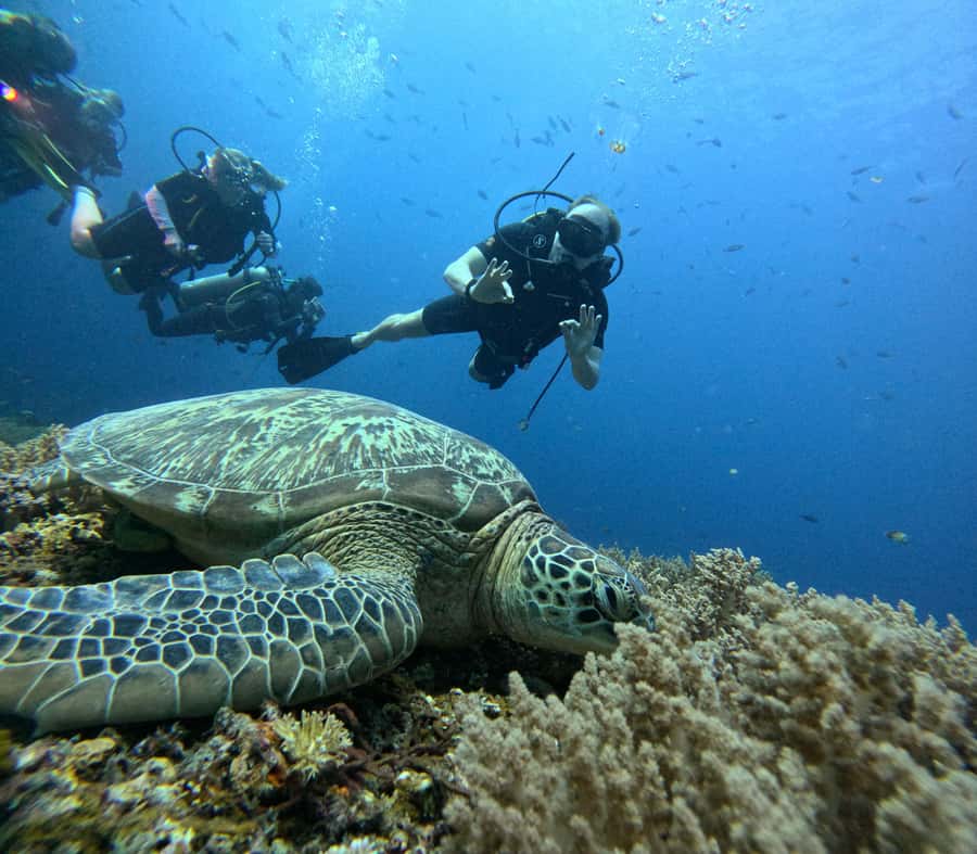 Discover Scuba Diving in the North of Mauritius - Why this beginner scuba session works well