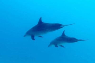 Discover Scuba Diving in the North of Mauritius