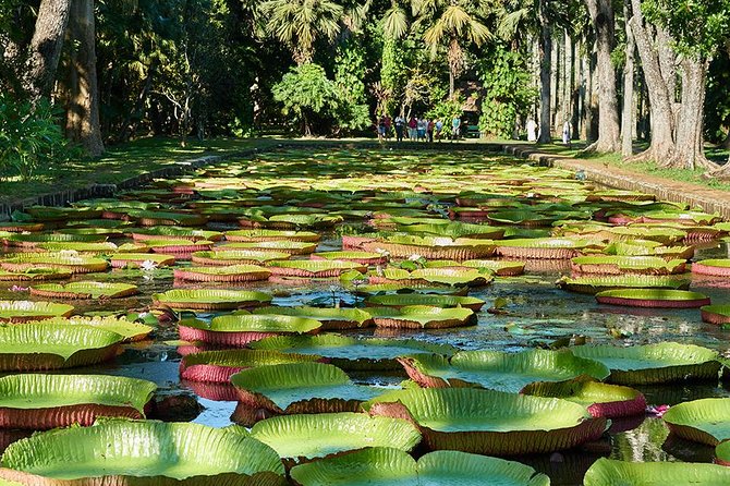 Discovering the North of Mauritius: Full-day incl Botanical garden & lunch - Why this North Mauritius day trip is worth considering