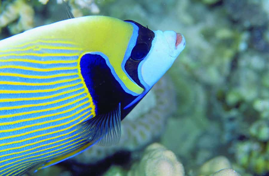 Diving in the North with Blue World Adventures - Moving into the open water