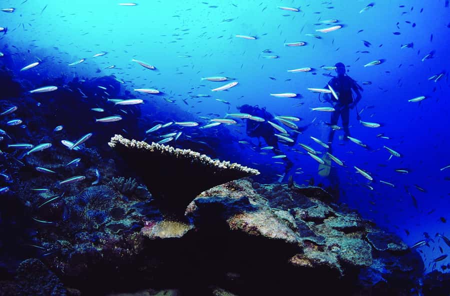 Diving in the North with Blue World Adventures - What you may see beneath the northern coast