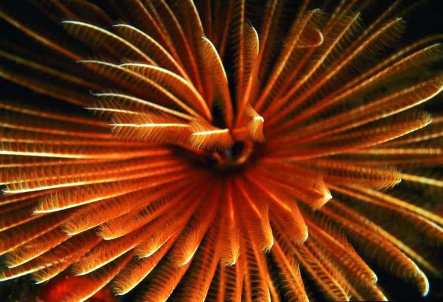 Diving in the North with Blue World Adventures - Meeting at Le Méridien in Pointe aux Piments