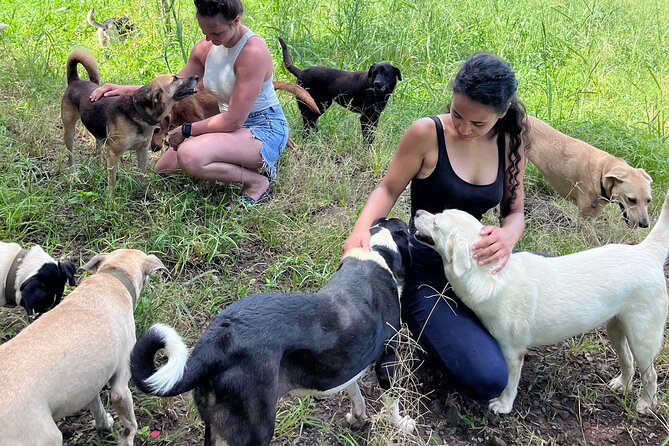 Dog Lover's guided tour of the Happy Tails Sanctuary - Key points about Happy Tails Sanctuary