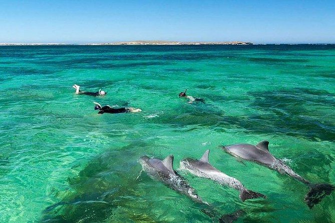 Dolphin Encounters, Ile aux Benitier & Crystal rock: Full-Day (Lunch & Transfer) - The dolphin stop: thrilling, uncertain, and ethically complicated